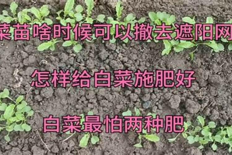农药残留的四大伤害
