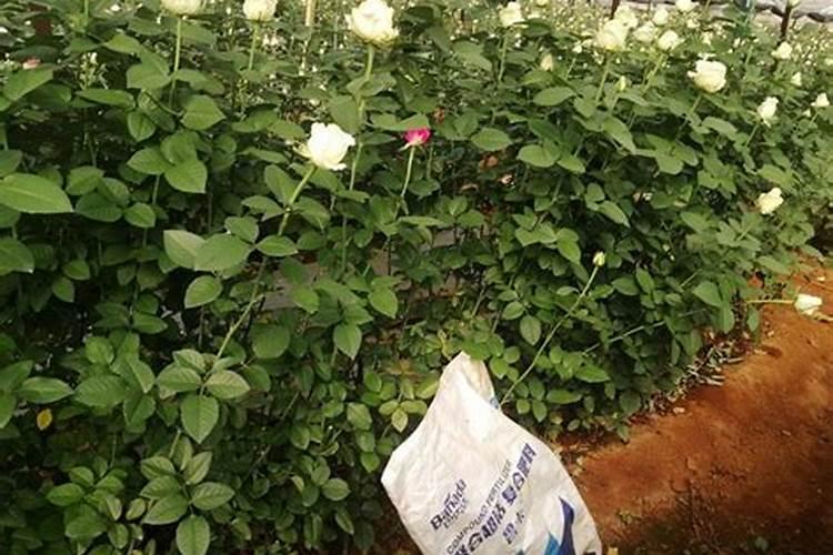 瓜蒌开花结果时需氮磷钾的比例是多少