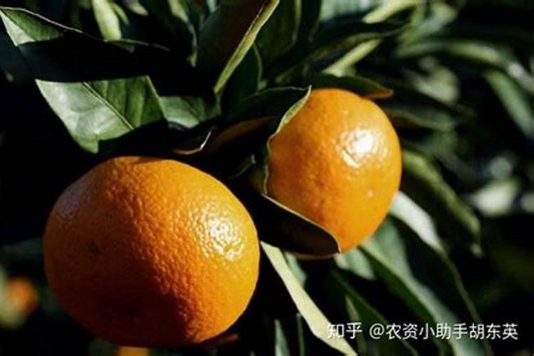 柑橘开春用什么肥料 柑橘春季施肥技术介绍