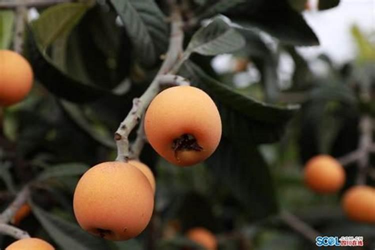 怎样能让枇杷的果又大又甜？枇杷增甜施肥哪种叶面肥效果好