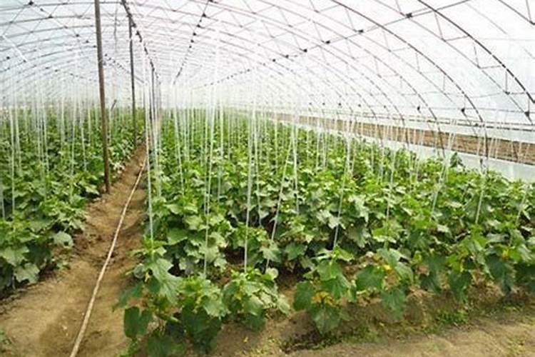 甜叶菊栽种方法