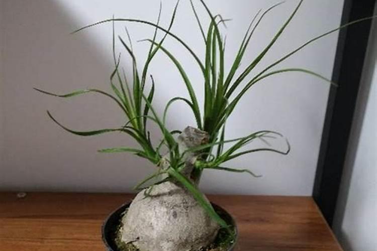 桂花树用什么肥料最好？