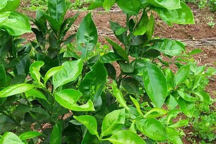 柑橘结果前的幼树要怎样施肥？