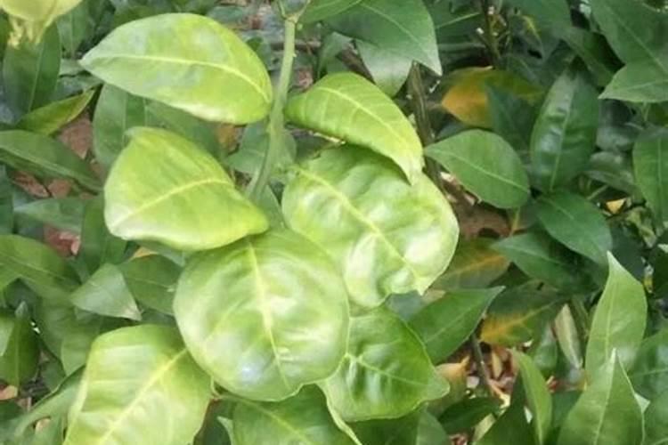 桂花树用什么肥好