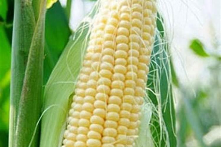 农用硝酸钾的作用与用途