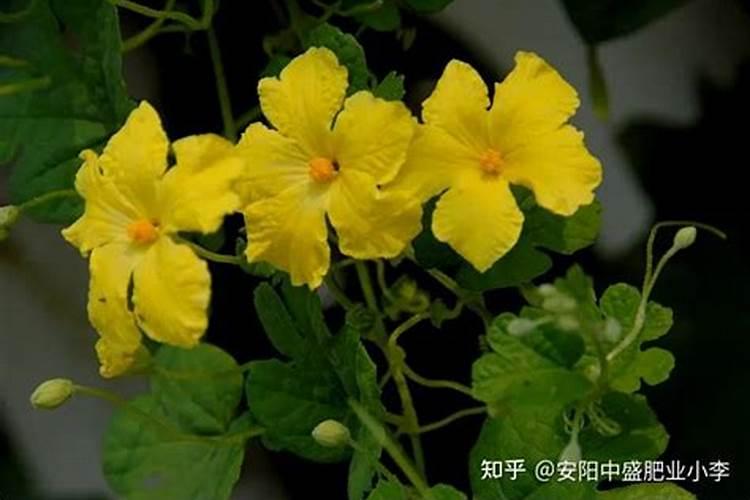 苦瓜开花期怎样施肥