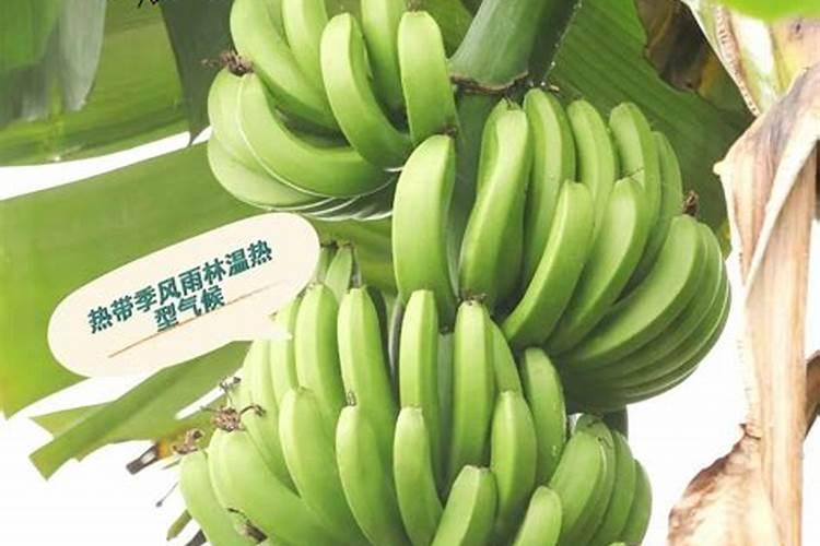香蕉用什么肥料好