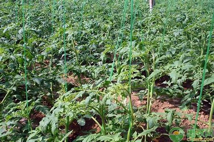 芸苔素内酯加磷酸二氢钾加胺鲜脂叶面喷施效果好？