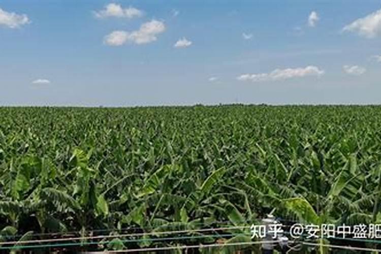 香蕉挂果的时候用什么肥料最好？