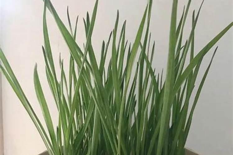 种葱用什么肥料最好