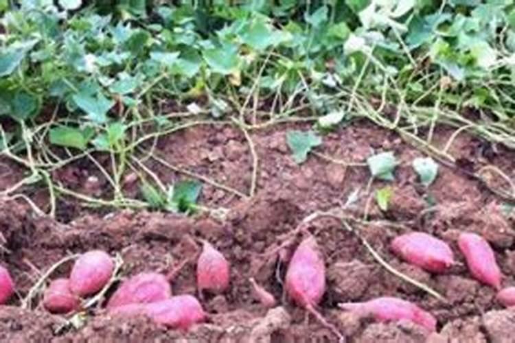 黑骨茶盆景怎么养护