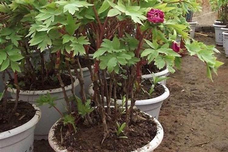 三七什么时候种植最好