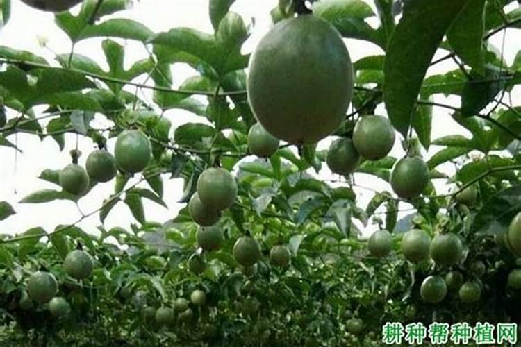 百香果如何做好水肥管理？百香果花期施什么肥才能结果？