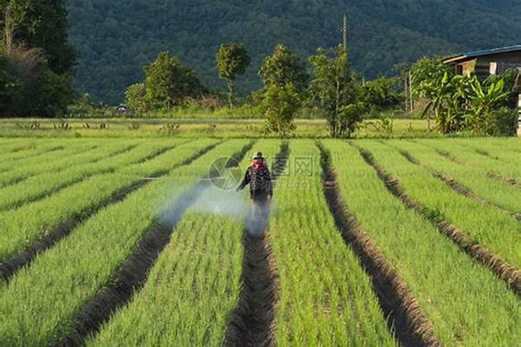 磷肥一亩地施多少