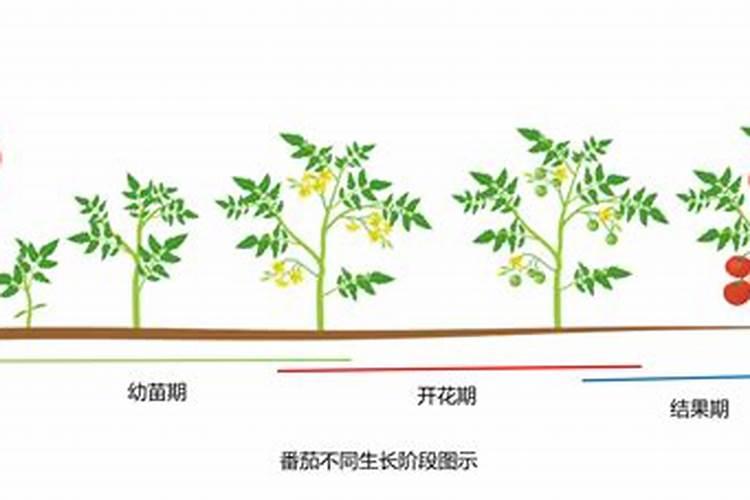 西红柿使用什么肥料最好？