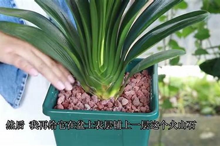 君子兰为什么不开花