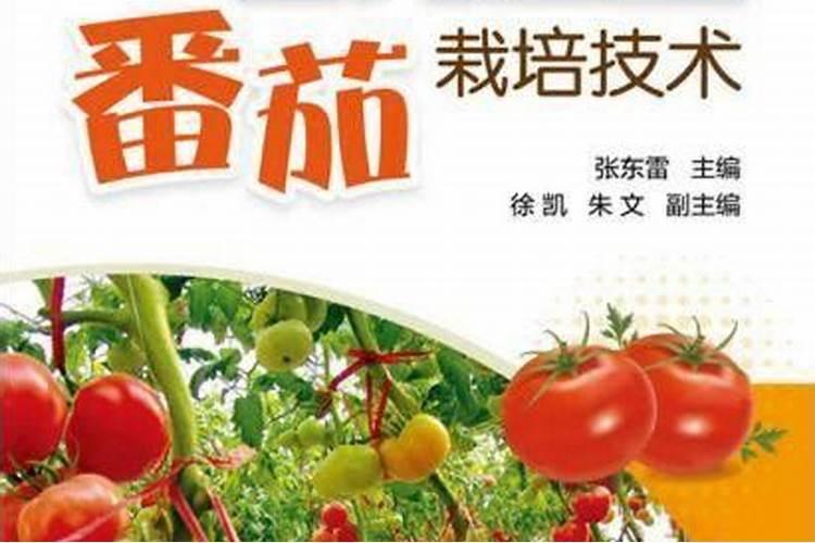 西红柿种植用什么肥料？西红柿专用叶面肥什么牌子的能提高产量？