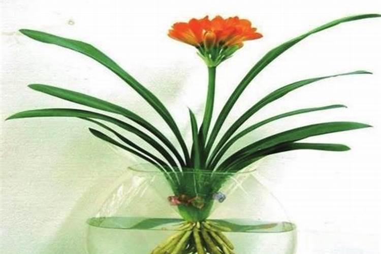 君子兰怎么施肥,君子兰什么时候施肥好