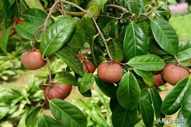 油茶树病虫害用什么药？
