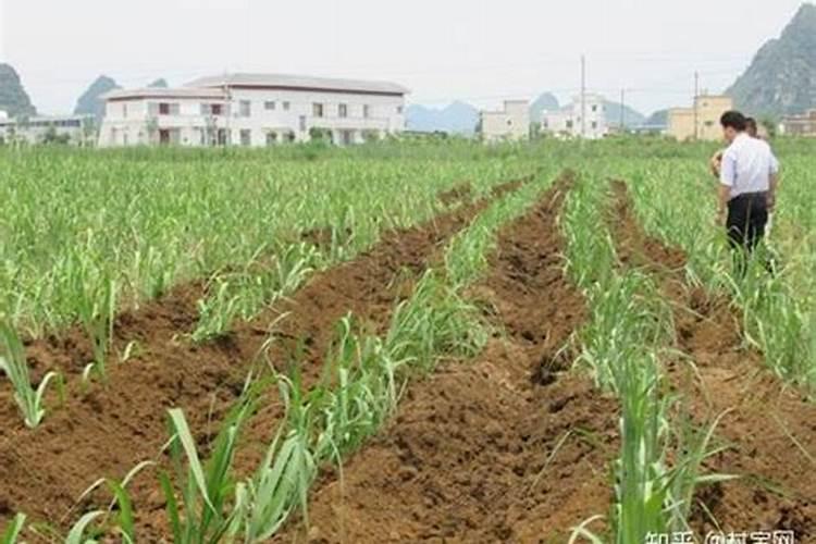 种植甘蔗用什么肥料最好