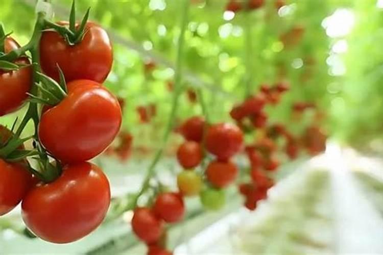 花生豆类可以做种花的底肥吗？