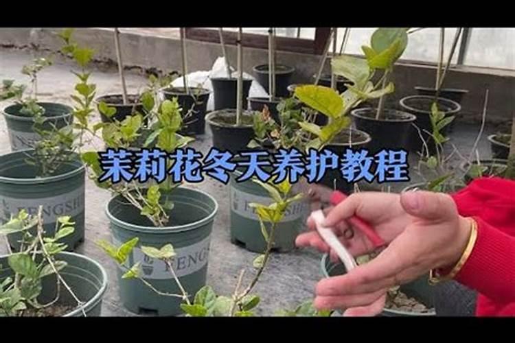 暖季型花草氮肥用量