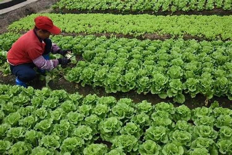 鲁南地区种植玉米什么时候浇水合适