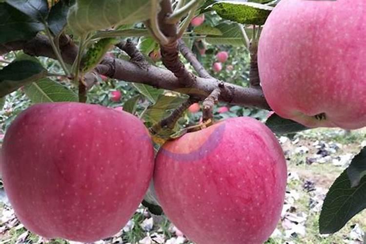 大豆卵磷脂的不适宜人群 3类人群不可以吃