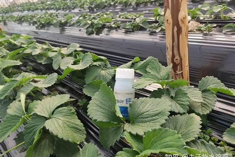 请问百香果怎么种才能提高产量呢？