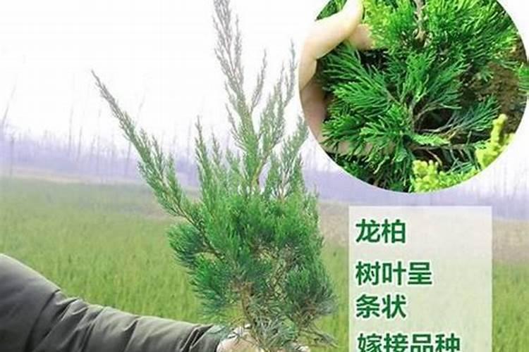 柏树如何施肥