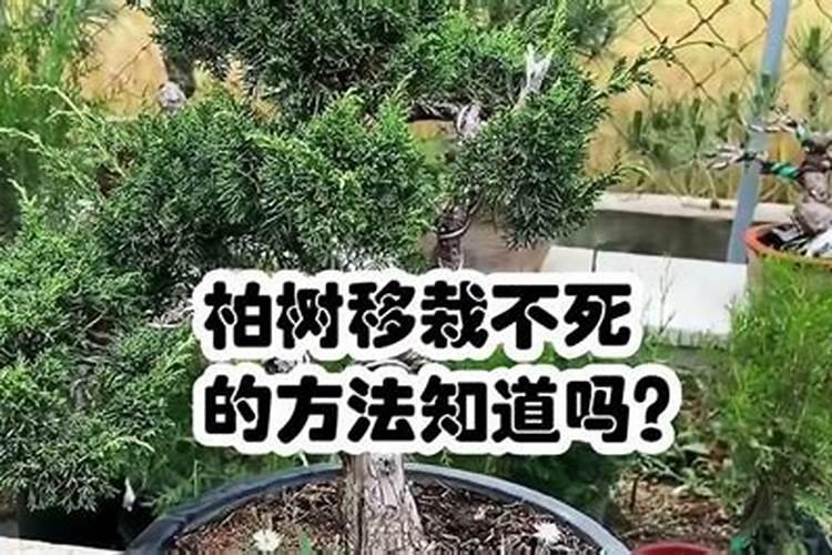 盆栽柏树怎么施肥