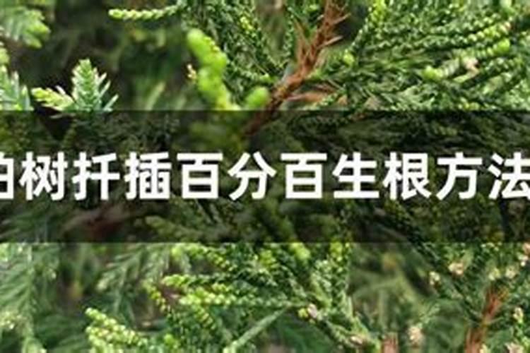 种植柏树注意事项