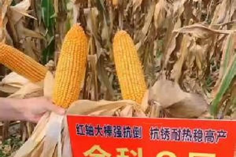 沃巴盾玉米金大棒是真的吗