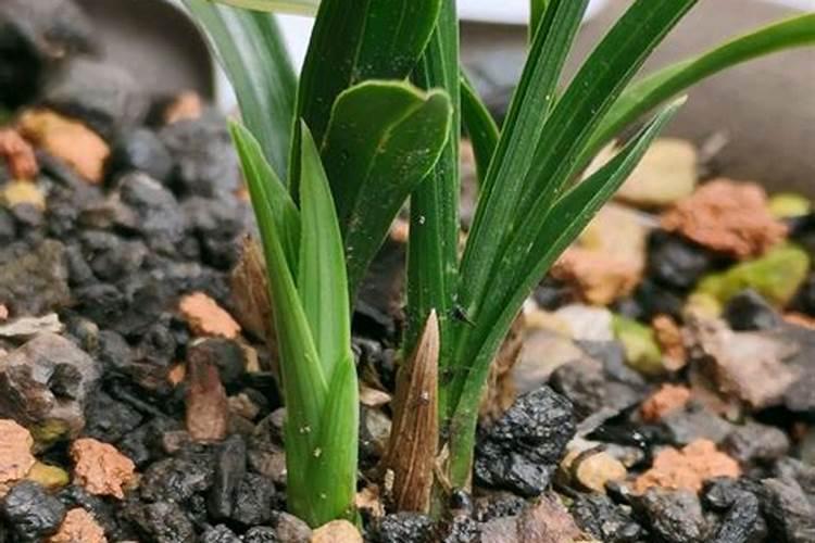 水溶肥好还是复合肥好