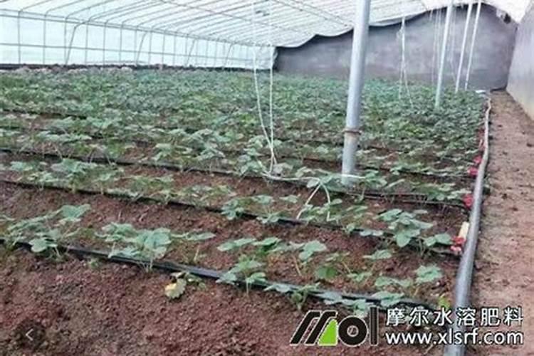 国家为什么推广水溶肥 水溶肥的优点及正确的使用方式