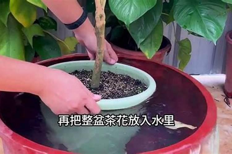 黄腐酸钾最佳使用方法