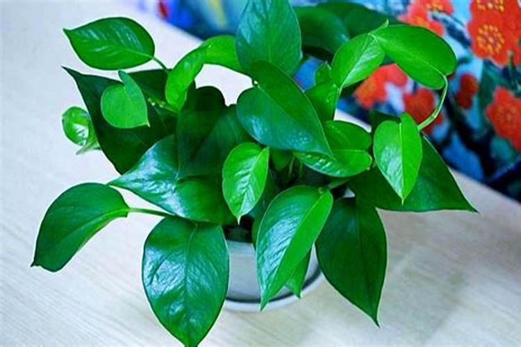 绿萝肥料有哪些