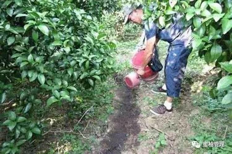 颗粒水溶肥和液体水溶肥哪个更好
