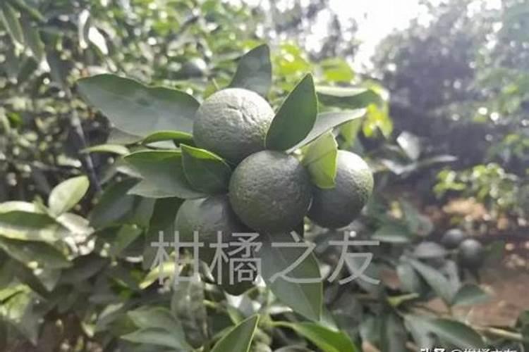 柑橘采收后喷什么叶面肥好？