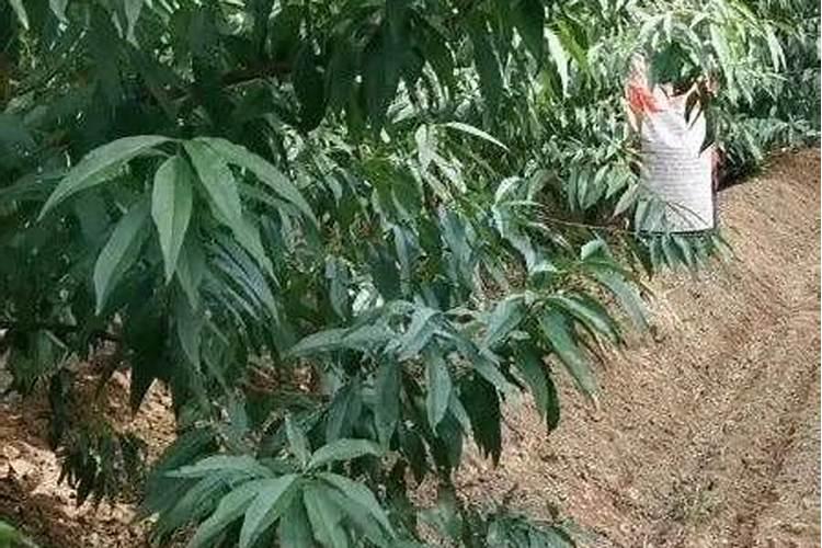 桃树施肥时间和方法