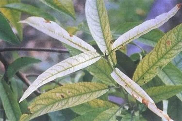 草莓如何施肥,自家种的草莓怎么管理？