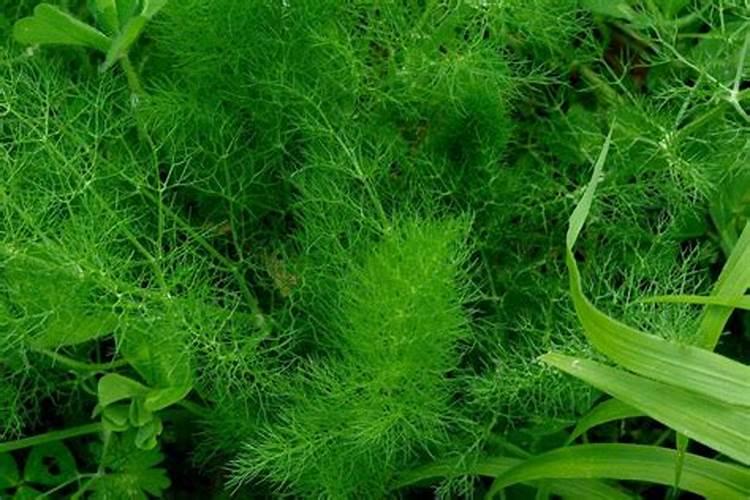 茴香的种植方法