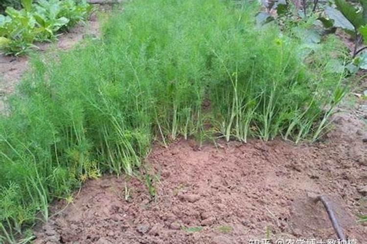 茴香苗可以移栽吗