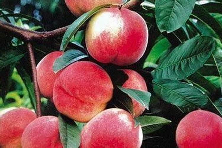 叶面喷施锌肥作用,喷施用量为多少合适