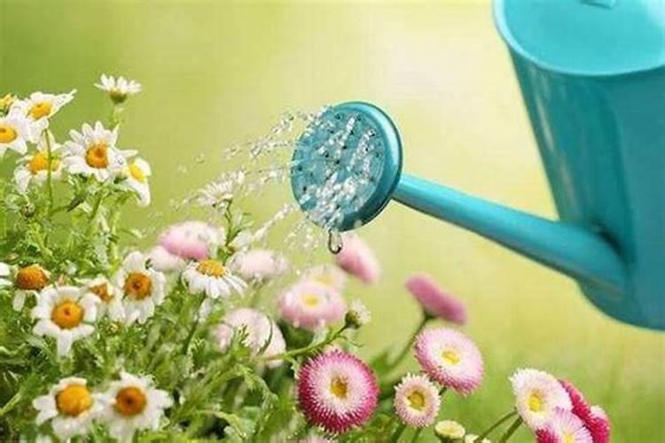 土豆不需要氮肥原因