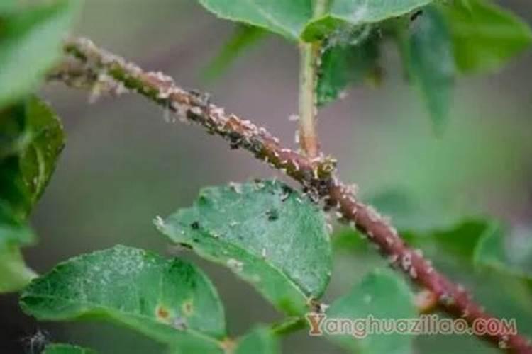 腐植酸复混肥料的生产方法和工艺流程是什么？