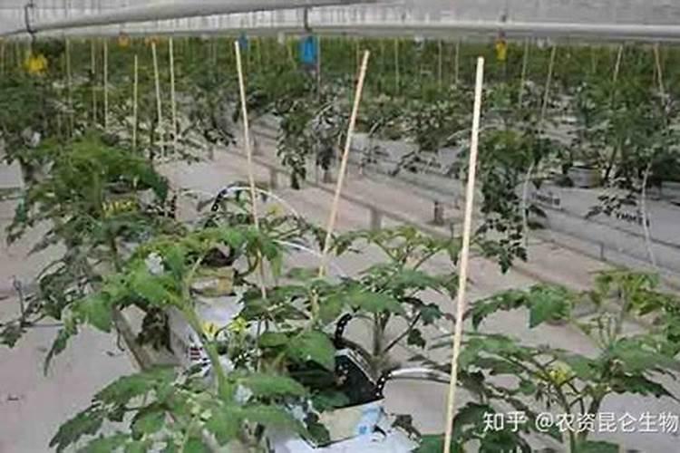 西红柿施什么肥最好