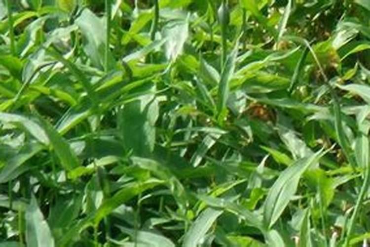 脐橙开花后怎么养 脐橙开花后如何养