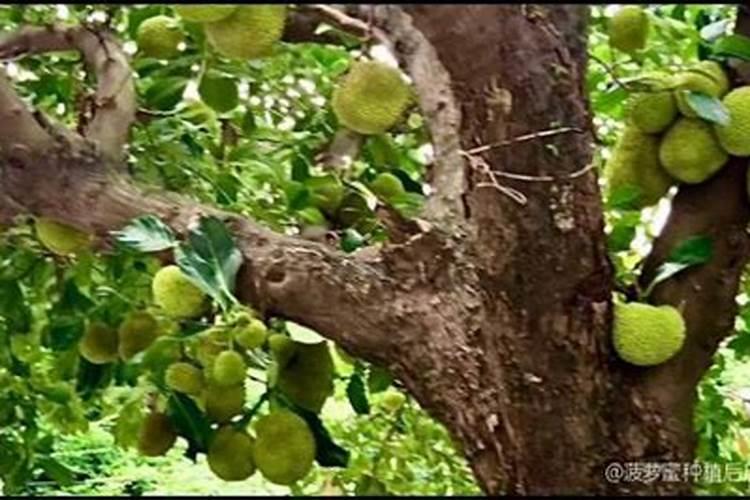 盆栽柠檬树开花后如何保存果实？