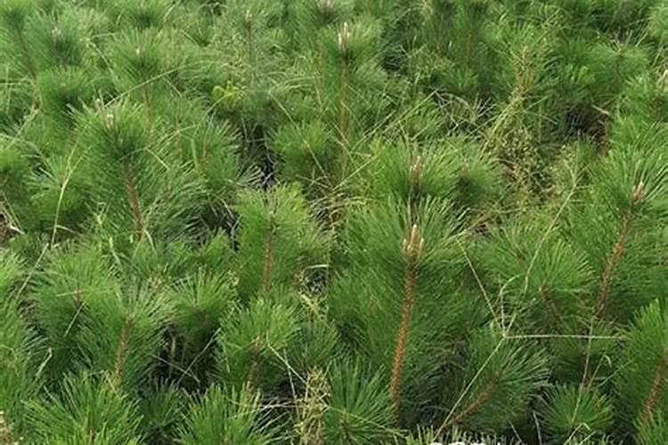 蜂舞精灵叶面肥怎样